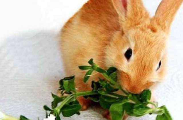 Какие витамины нужны кроликам для иммунитета