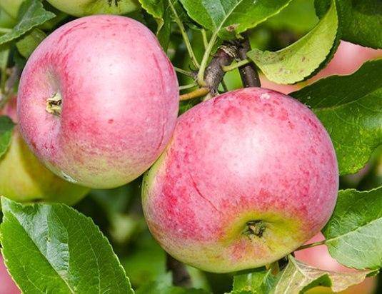Преимущества и недостатки, характеристики и описание сорта яблони Красная горка