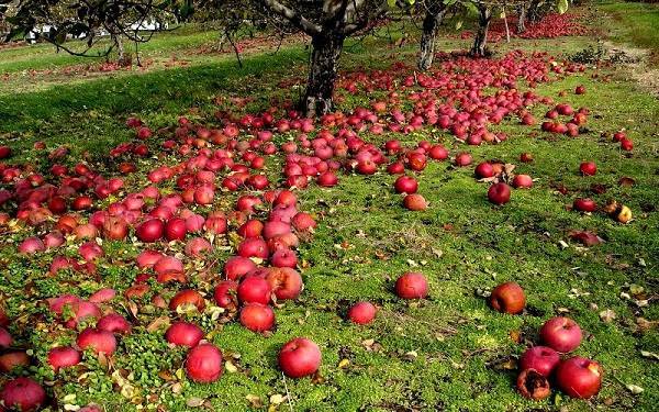 Советы экспертов, что делать, если сохнут яблони?