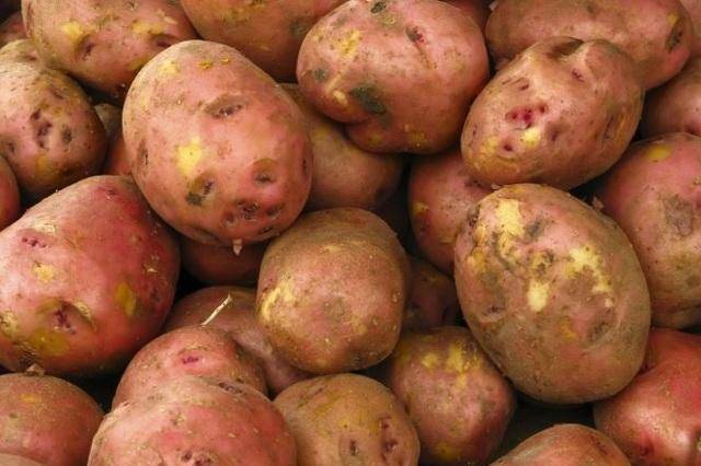 Описание картофеля зекура
