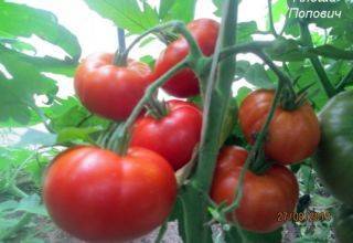 Описание сорта томата толстые щечки и его характеристики