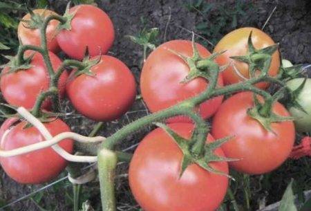 Характеристика и описание сорта томата видимо-невидимо, его урожайность