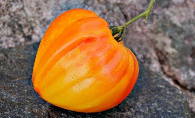 Сорт томата «медовые пальчики f1»: описание, характеристика, посев на рассаду, подкормка, урожайность, фото, видео и самые распространенные болезни томатов