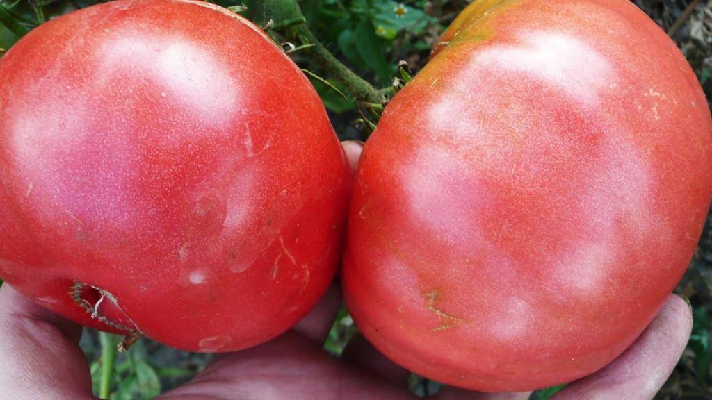 Голландский томат с русским именем «таня» — описание гибрида f1