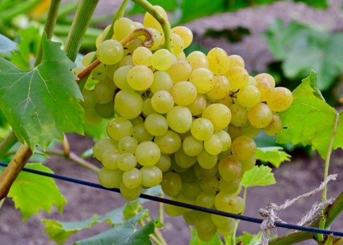 Описание и характеристики винограда сорта Кишмиш Лучистый, его плюсы и минусы