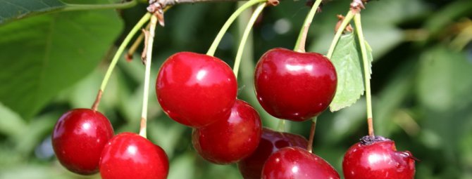 Вкуснейшие ягоды при минимуме ухода — вишня молодежная