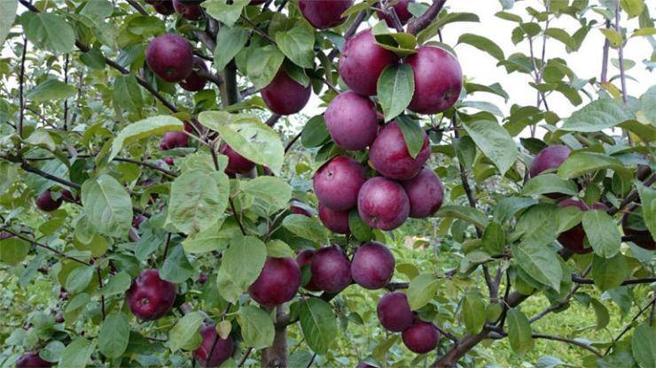 Как выращивается колоновидная яблоня президент? опыт садоводов