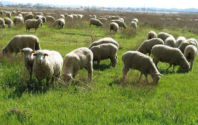 Об утверждении порядка и условий проведения бонитировки племенных овец романовской породы