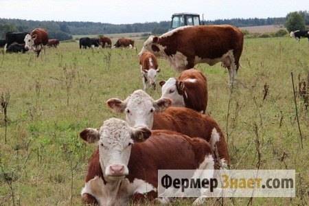 Гиподерматоз коров