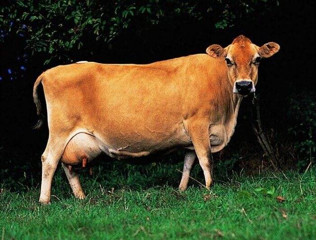 Симментальская порода крс: особенности содержания коров и быков