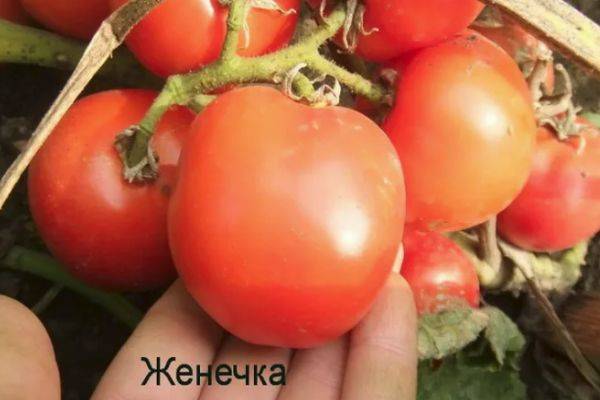 Урожайность, характеристика и описание сорта томата самара