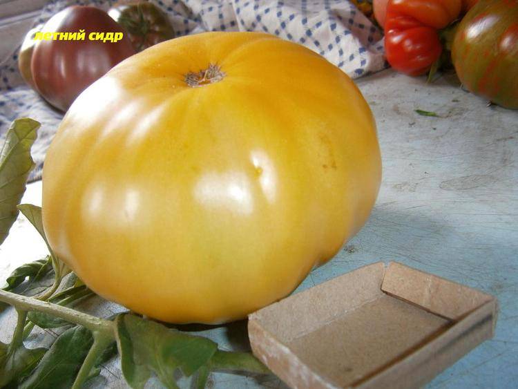 Популярный у садоводов среднеспелый яркий сорт томата — «яблочный спас»