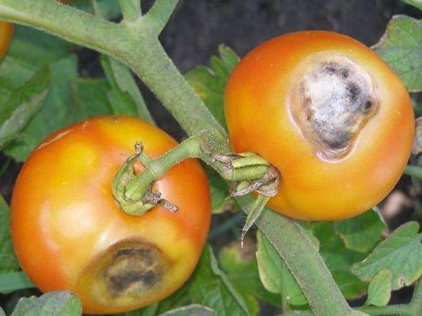Болезни рассады помидоров: предотвращаем и лечим