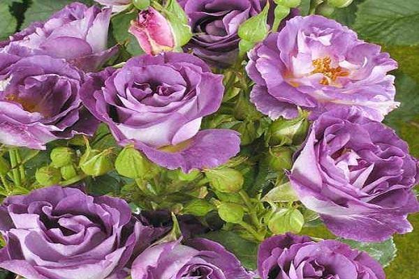 Описание и тонкости выращивания розы сорта Блю фо ю