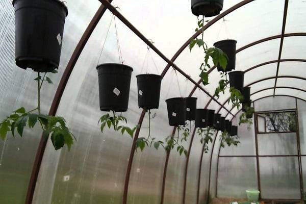 Выращивание помидоров вверх ногами