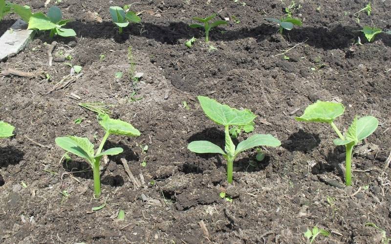 Как правильно посадить огурцы в открытый грунт семенами