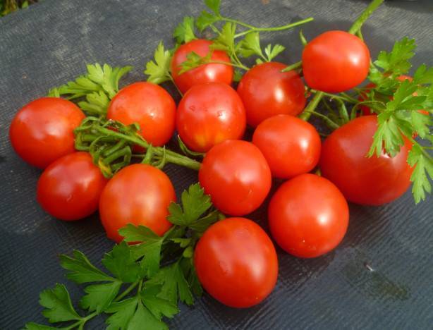 Популярные штамбовые сорта помидоров