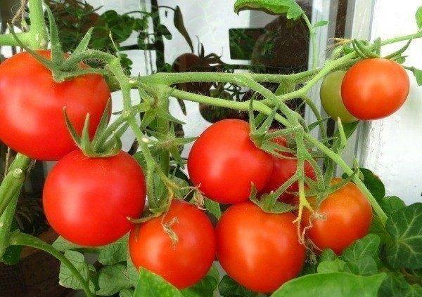 Помидоры на подоконнике зимой: лучшие сорта и порядок выращивания томатов в домашних условиях