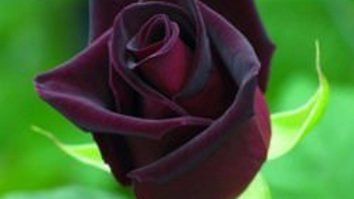 Роза черная магия, фото цветка, и его описание, советы по уходу
