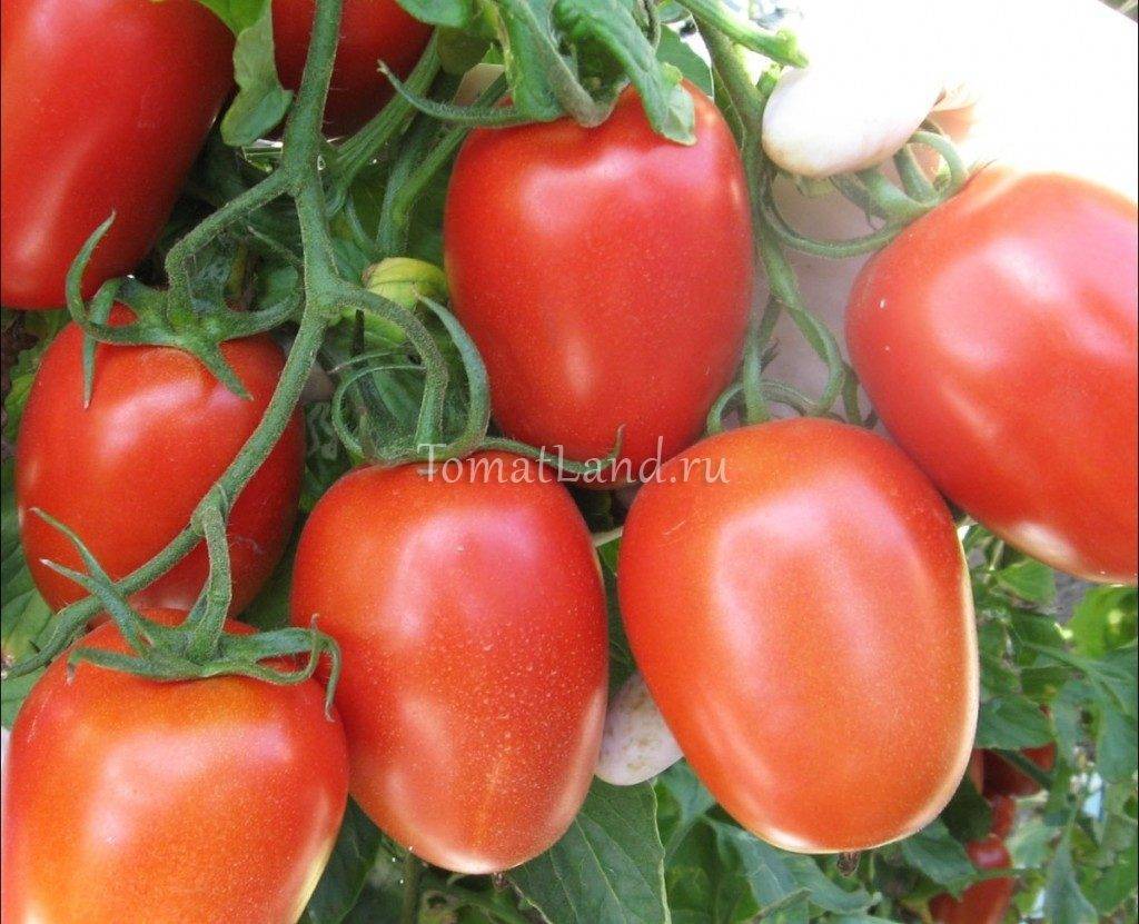 Характеристика и описание сорта томата Рома, его урожайность