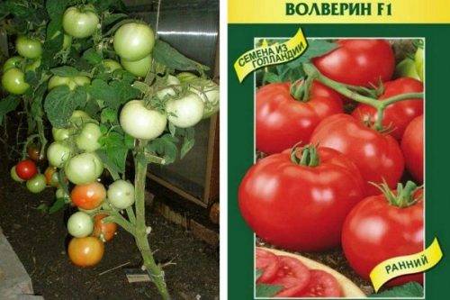 Томат машенька — описание сорта, урожайность, фото и отзывы садоводов
