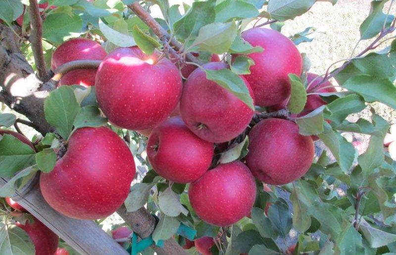 Отличительные черты, способы ухода и история сорта яблонь утёс