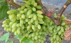 Описание винограда сорта розмус, правила посадки и ухода