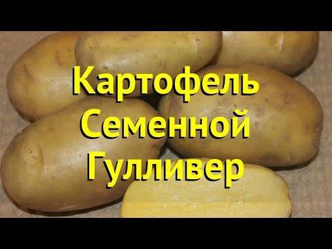 Как получить два урожая картофеля за сезон