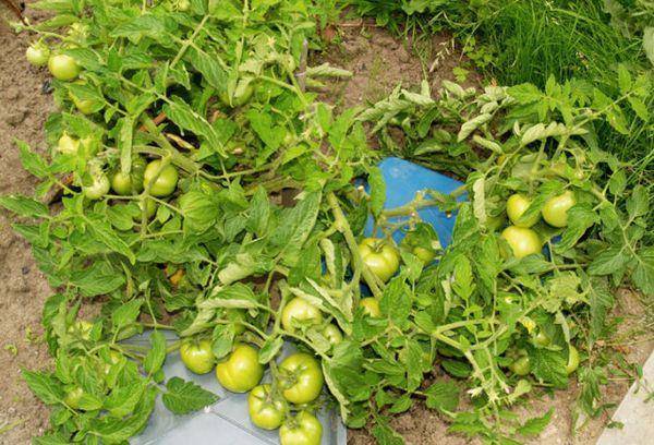 Характеристика и описание сорта томата спасская башня, его урожайность