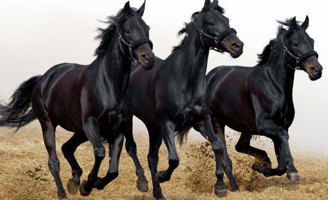 Характеристики лошадей ахалтекинской породы и правила содержания, сколько стоит