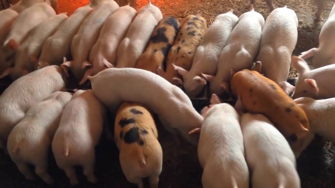 Чем кормить свиней, чтобы они быстро набирали вес в домашних условиях?