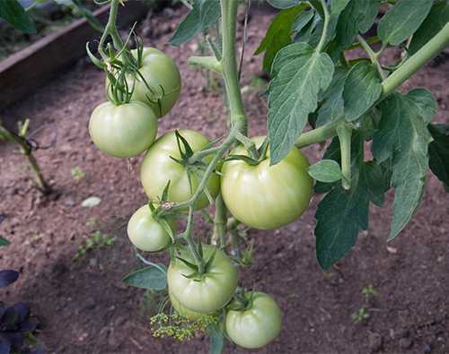 Сорт томата «иришка f1»: описание, характеристика, посев на рассаду, подкормка, урожайность, фото, видео и самые распространенные болезни томатов