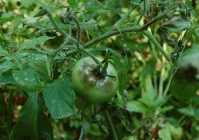 Характеристика и описание сорта томата Подсинское чудо (Лиана), его урожайность