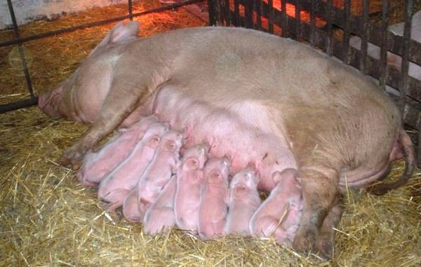 Беременность свиньи и все тонкости принятия родов