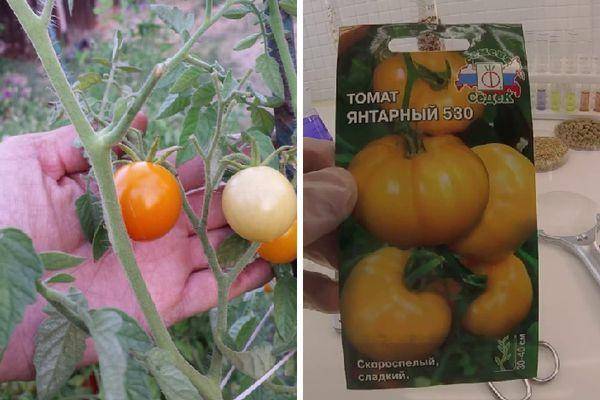Томат янтарный кубок: отзывы об урожайности, характеристика и описание сорта, фото помидоров