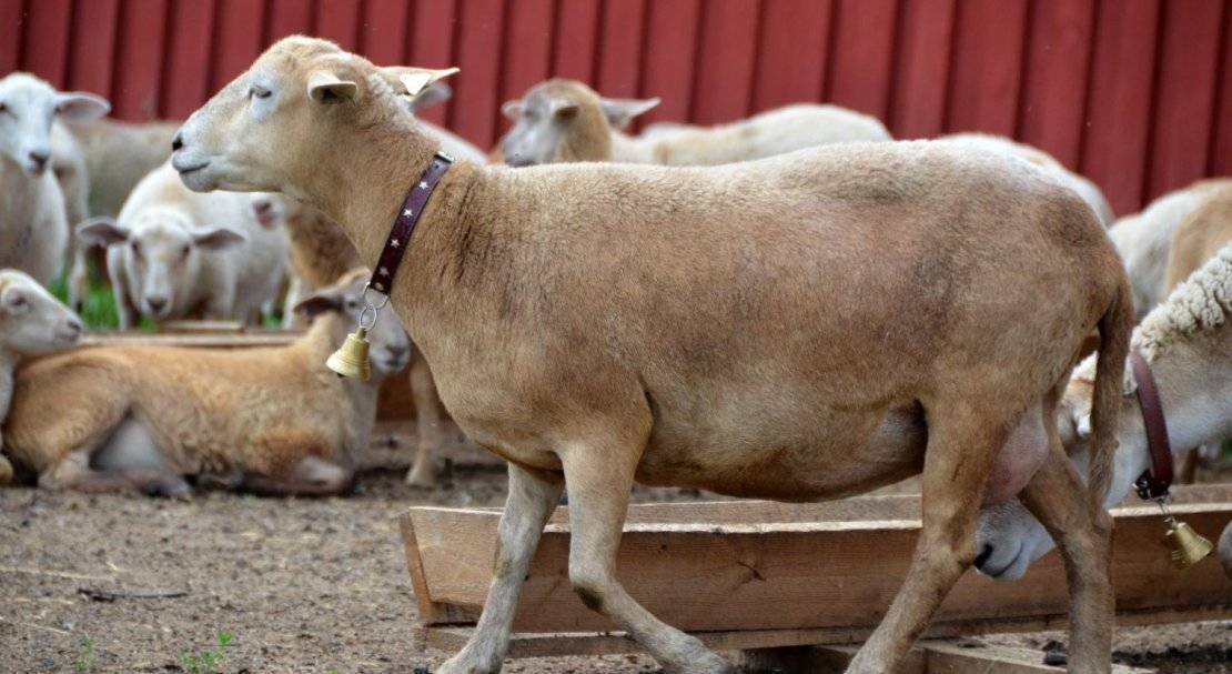 Катумские овцы: описание породы и особенности содержания