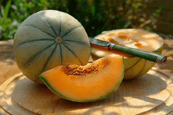 Дыня канталупа — сладкий и ароматный плод, весом до 1,5 кг