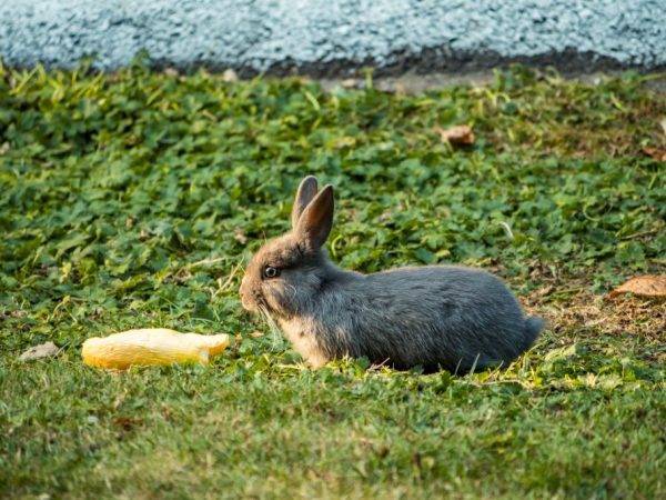 Что можно давать кроликам?