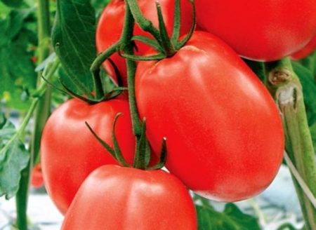 Подробное описание помидоров линда f1 — особенности плодов и семян