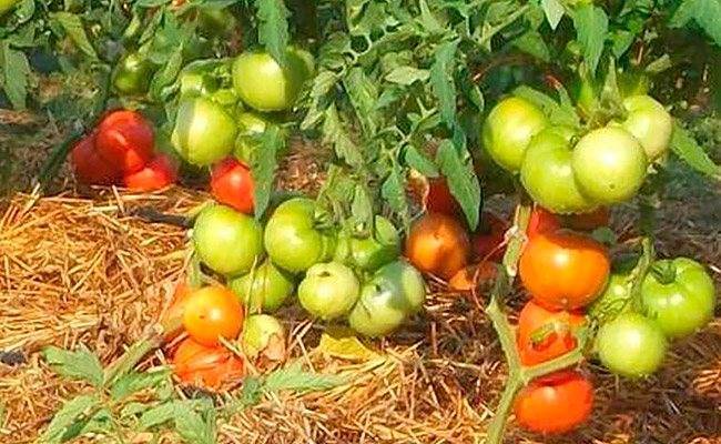 Яркий румянец: секреты выращивания сливовидного томата. подробное описание и рекомендации садоводов