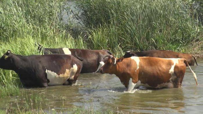 Как лечить папилломы у коров?