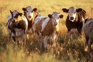 Особенности строения желудка коровы, процесс переваривания пищи и возможные заболевания