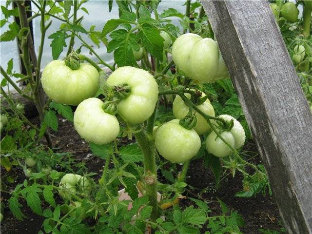 Лучшие, урожайные сорта томатов для северных районов в открытом грунте и теплицах