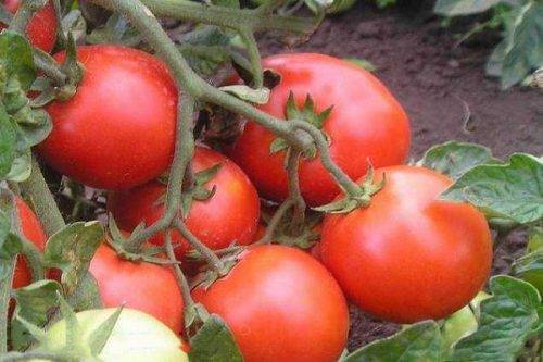 Описание сорта томата Старосельского, его характеристика и урожайность
