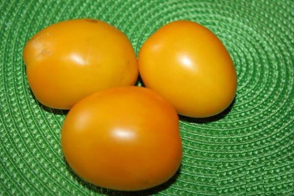 Яркий сорт с насыщенным вкусом — томат «золотая пуля»: выращиваем урожай на зависть всем соседям