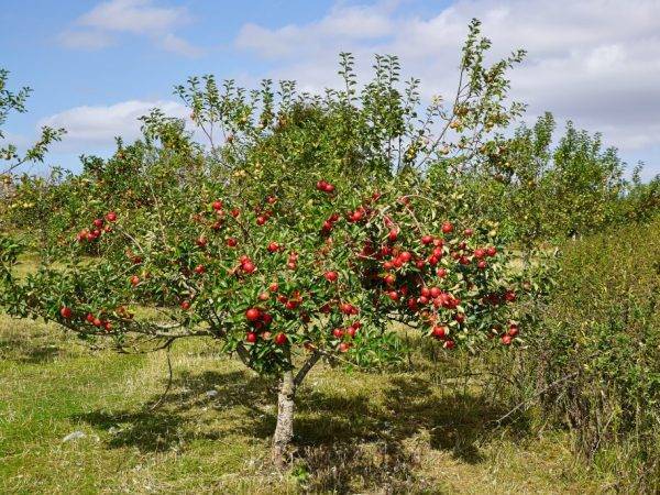 Яблоня мантет — зарубежный гость с русскими корнями