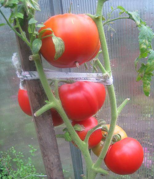 Особенности выращивания томата ажур