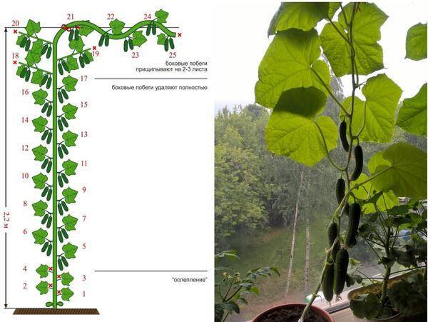 Выращивание огурцов на балконе: пошаговая инструкция с фото