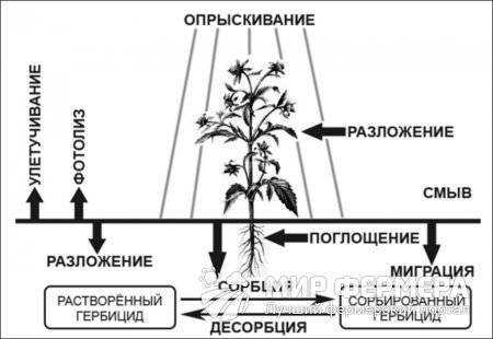 Характеристики и применение гербицидов против сорняков на даче