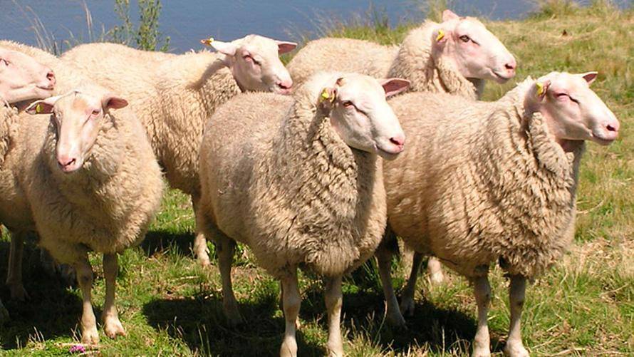 Самая распространенная порода овец в австралии
